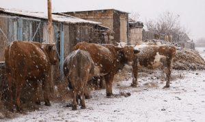 Коровы в зимний период