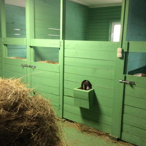 Козлятник из дерева