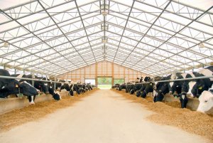 Подразделение пород КРС по продуктивности