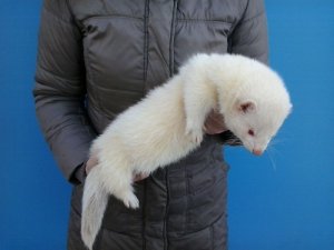 Хорек из племенного питомника