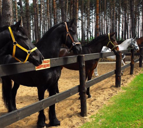 Конный клуб