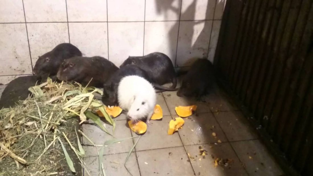 Кормление нутрий зимой