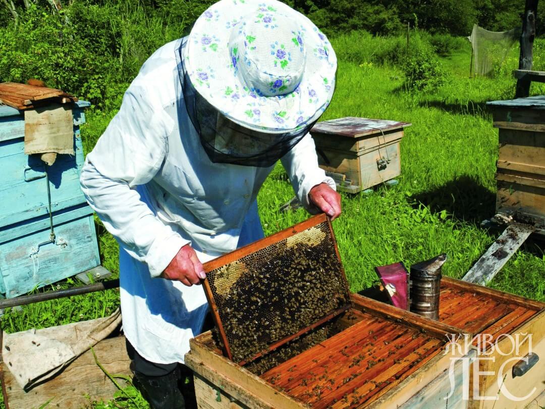 Как начать пчеловодство с нуля: организация работ Как начать пчеловодство с нуля: организация работ