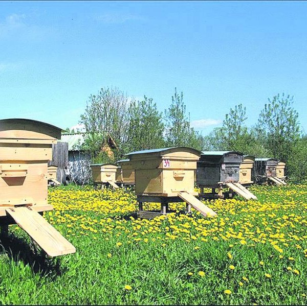 Организация пасеки