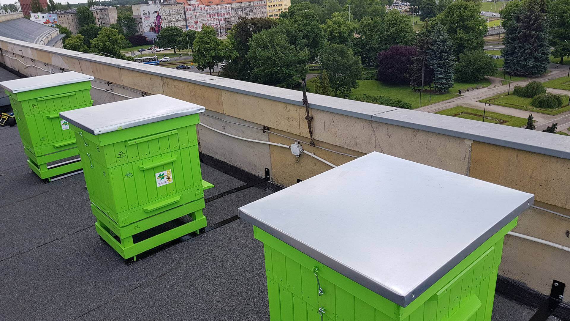 Как разводить пчел в домашних условиях: особенности их содержания Как разводить пчел в домашних условиях: особенности их содержания