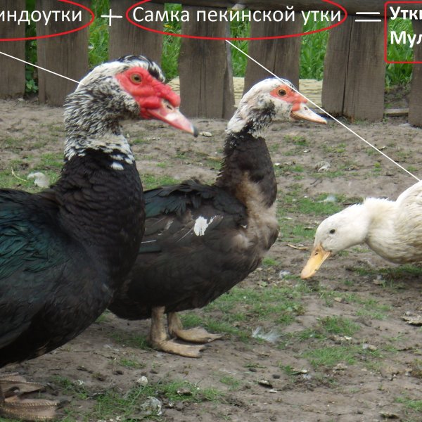 Утка породы Мулард