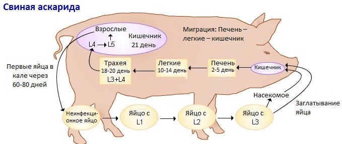 Жизненный цикл свиной аскариды