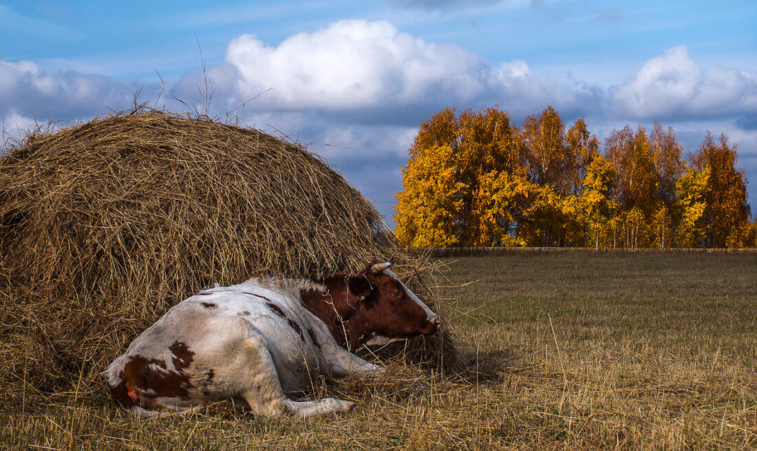 Сено для коровы Корова и сено