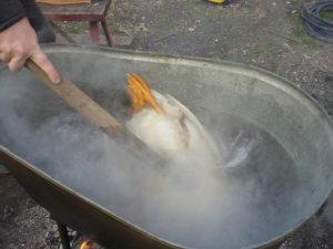 Ошпаривание утки